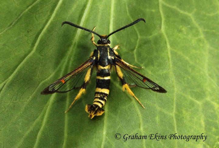 Synanthedon vespiformis Yellow-legged Clearwing 2 Copyright: Graham Ekins