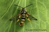 Synanthedon vespiformis Yellow-legged Clearwing 2