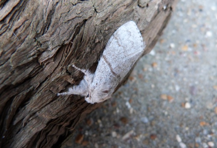 Pale Tussock 4 Copyright: Graham Smith