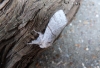 Pale Tussock 4 