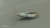 Coleophora ibipennella 4 Copyright: Graham Ekins