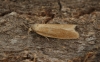 Cnephasia longana male 3 