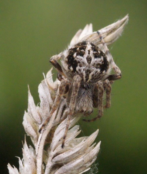 Agalenatea redii juvenile Copyright: Robert Smith