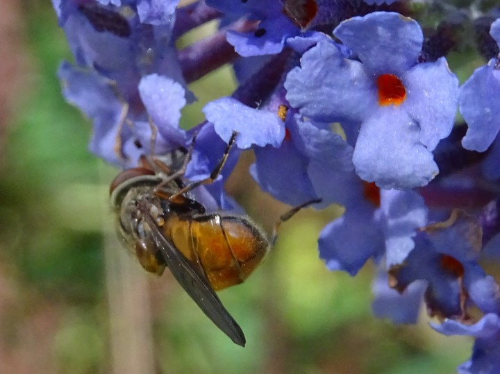 Rhingia campestris - rear view Copyright: Raymond Small