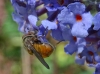 Rhingia campestris - rear view Copyright: Raymond Small