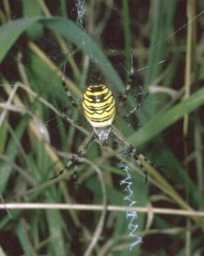 Argiope bruennichi Copyright: Peter Harvey