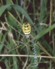 Argiope bruennichi Copyright: Peter Harvey