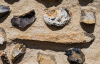Castle Hedingham Church Shelly Limestone 8 August 2025 