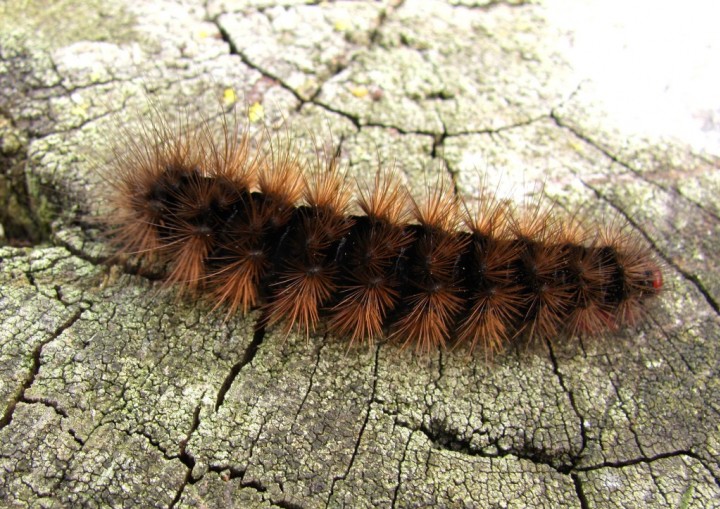 Cream-spot Tiger Moth caterpillar Copyright: Graham Smith