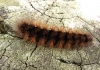 Cream-spot Tiger Moth caterpillar 