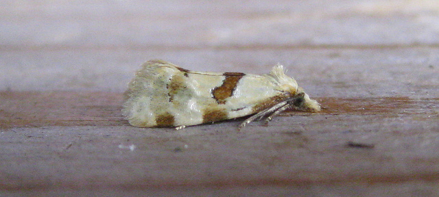 Aethes rubigana Copyright: Stephen Rolls