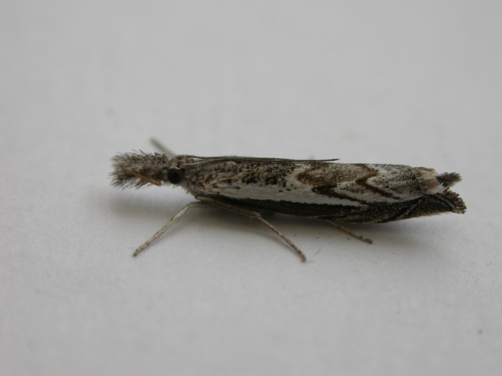 Platypes alpinella Copyright: Graham Bailey