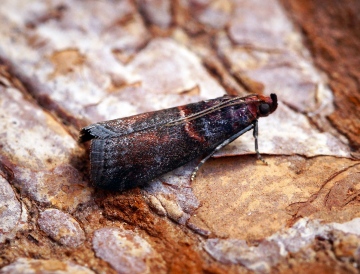 Acrobasis advenella 3 Copyright: Ben Sale