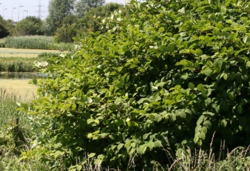 Japanese Knotweed Copyright: Peter Harvey