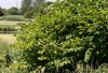 Japanese Knotweed