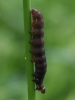 final instar larva - side 