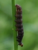 final instar larva - side