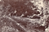 Ambresbury Banks Section 1881 Photograph Detail 