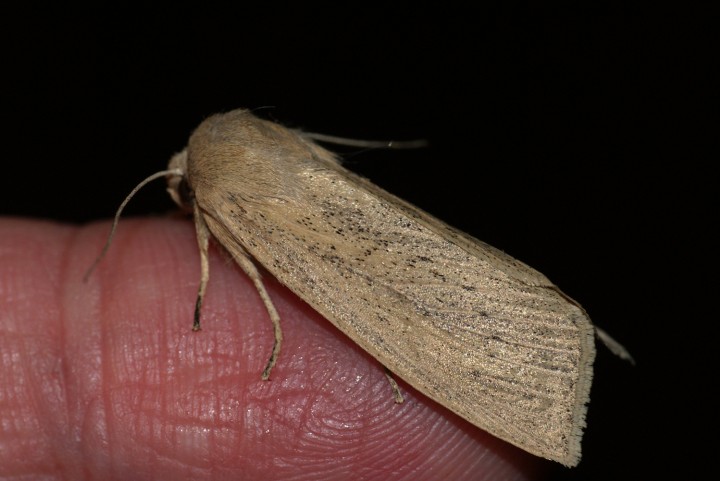 Large Wainscot 2 Copyright: Ben Sale