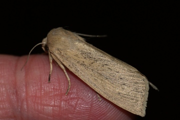 Large Wainscot 2 Copyright: Ben Sale