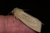 Large Wainscot 2 Copyright: Ben Sale