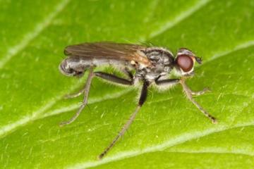 Cordilura pubera Copyright: Peter Harvey