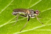 Cordilura pubera