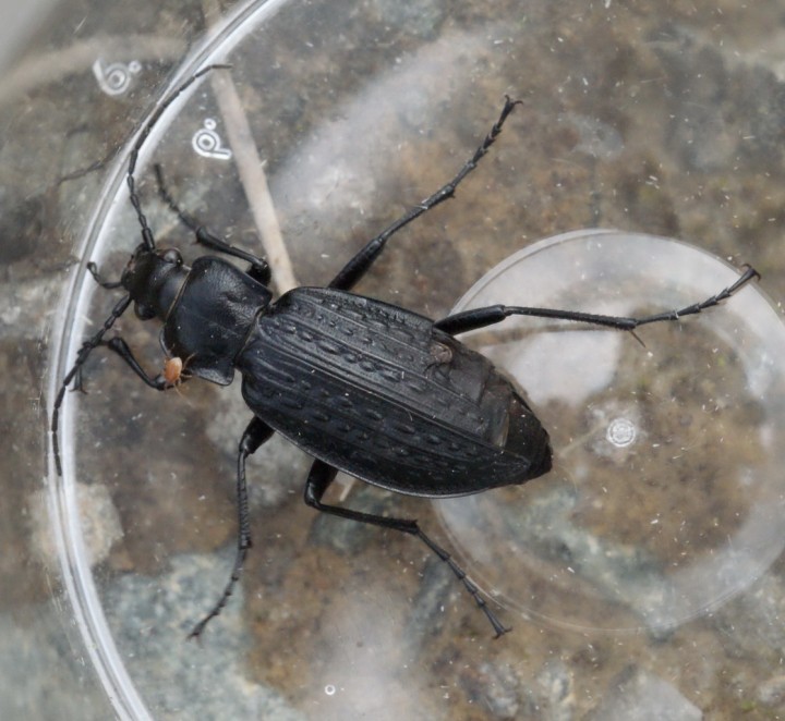 Carabus granulatus Copyright: Robert Smith