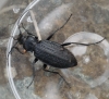 Carabus granulatus Copyright: Robert Smith