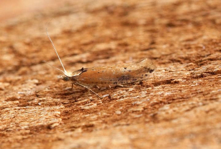 Ypsolopha parenthesella 4 Copyright: Ben Sale