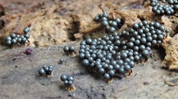 Cribraria argillacea 2 Copyright: Raymond Small