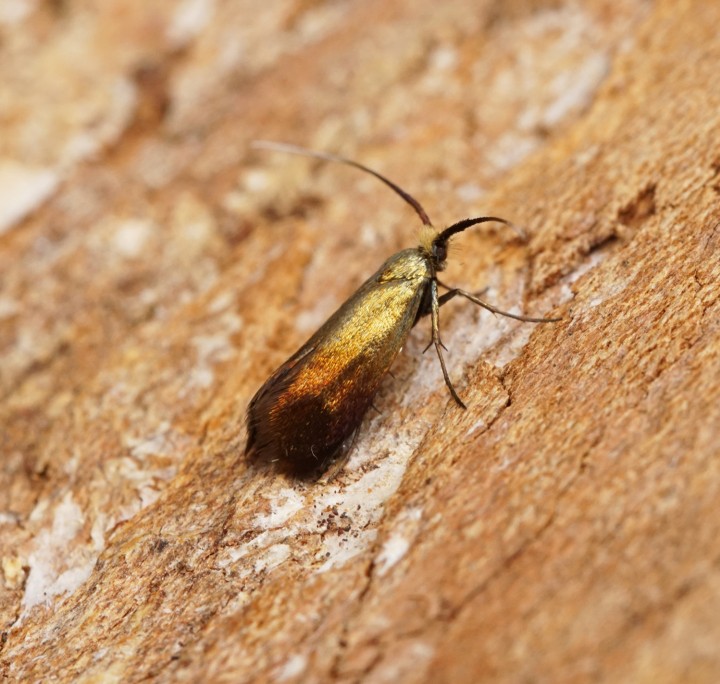 Nemophora cupriacella Copyright: Ben Sale