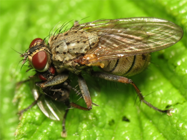 Coenosia tigrina female with prey 20150524-1388 Copyright: Phil Collins