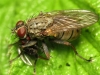 Coenosia tigrina female with prey 20150524-1388