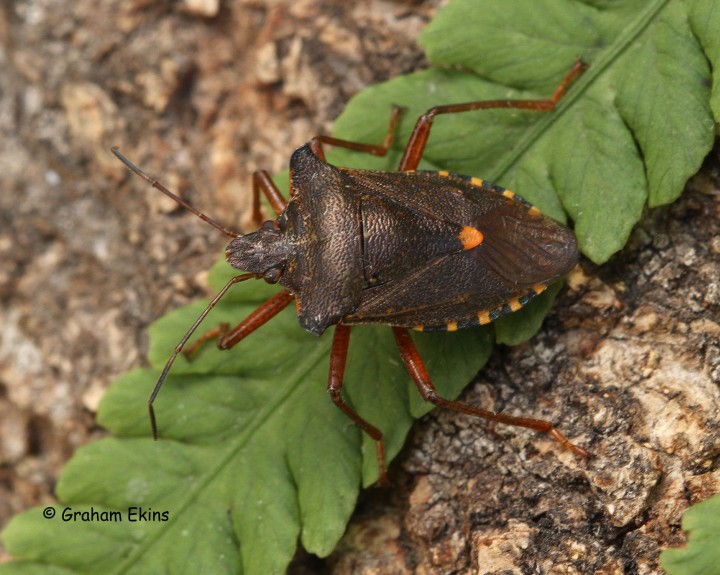 Pentatoma rufipes (Forest Bug) Copyright: Graham Ekins