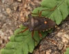 Pentatoma rufipes (Forest Bug) Copyright: Graham Ekins