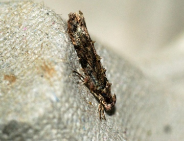 Psoricoptera gibbosella Copyright: Ben Sale