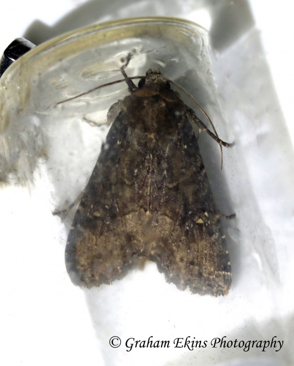 Crescent Striped  Apamea oblonga Copyright: Graham Ekins