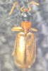 Demetrias atricapillus Copyright: Robert Smith