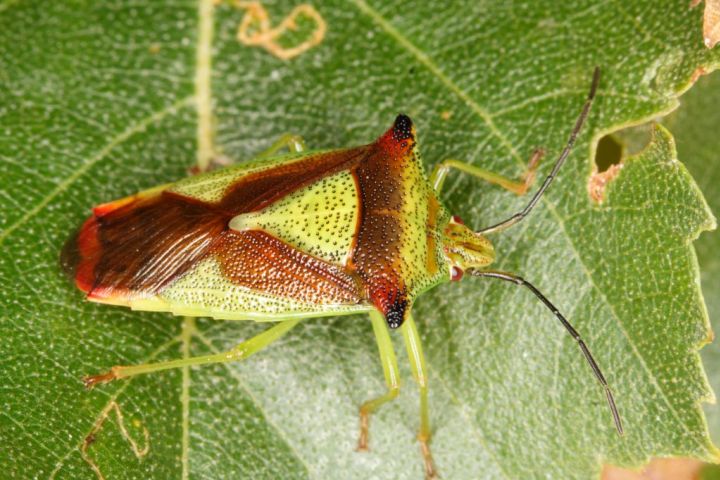 Acanthosoma haemorrhoidale Copyright: Peter Harvey