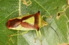 Acanthosoma haemorrhoidale Copyright: Peter Harvey