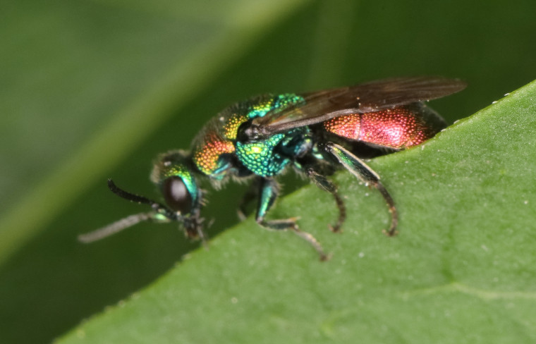 Hedychrum rutilans side Copyright: Peter Harvey