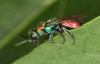 Hedychrum rutilans side