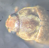 Byturus tomentosus pronotum Copyright: Robert Smith
