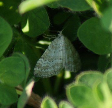 Grass Rivulet Copyright: Robert Smith