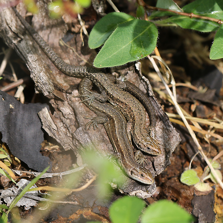 Common lizard 3 Copyright: Geoff Vowles 18th May 2017