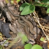Common lizard 3 
