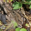 Common lizard 3 Copyright: Geoff Vowles 18th May 2017