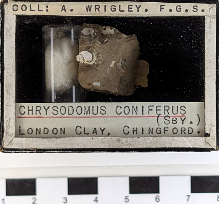 Chingford London Clay Fossils Chrysodomus coniferus Copyright: Arthur Wrigley Collection