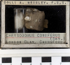 Chingford London Clay Fossils Chrysodomus coniferus